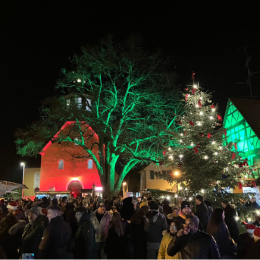 Das Bild zeigt einen grün beleuchteten Baum auf dem Weihnachtsmarkt.